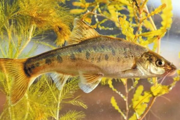 抚仙金线鲃是什么鱼？