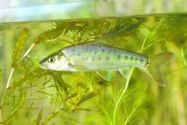 抚仙金线鲃是什么鱼？