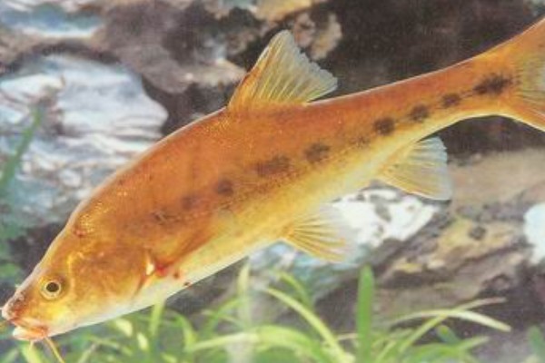 巨须金线鲃是什么鱼？