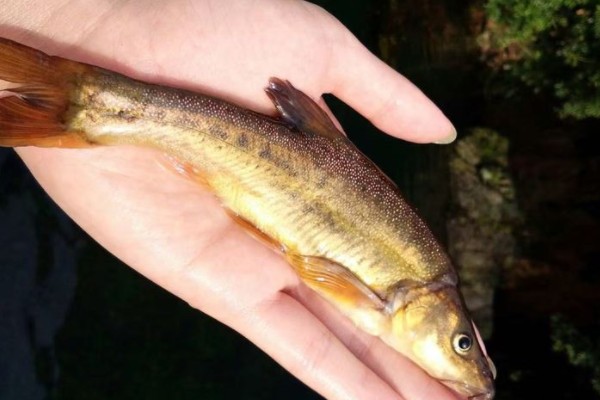 巨须金线鲃是什么鱼？