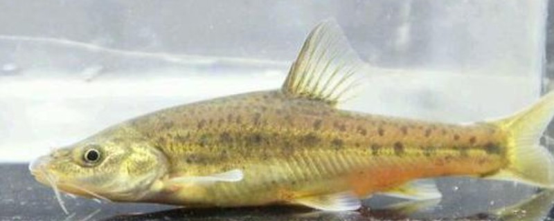 巨须金线鲃是什么鱼？