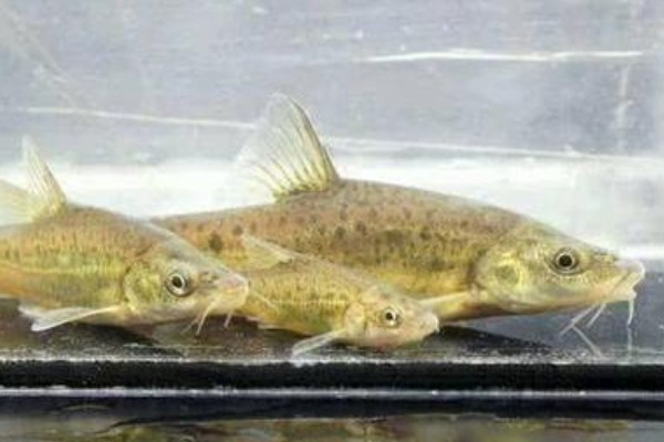 巨须金线鲃是什么鱼？