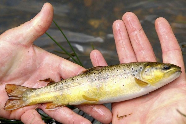 巨须金线鲃是什么鱼？