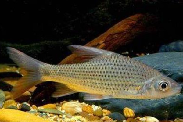 大刺䱻是什么鱼?