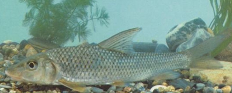 大刺䱻是什么鱼?