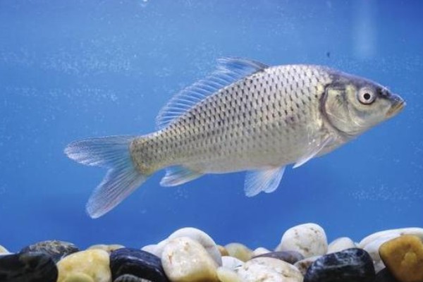 大刺䱻是什么鱼?