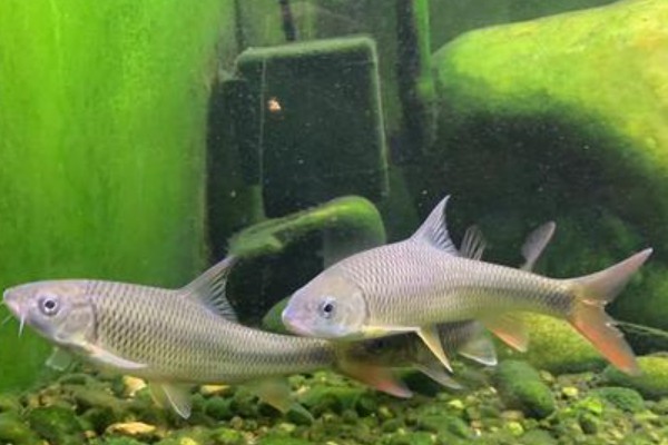 大刺䱻是什么鱼?