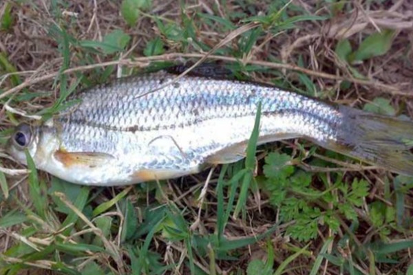 多鳞华鳊是什么鱼？