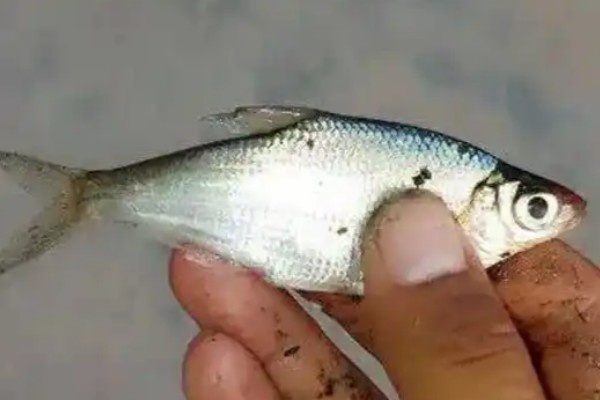 多鳞华鳊是什么鱼？