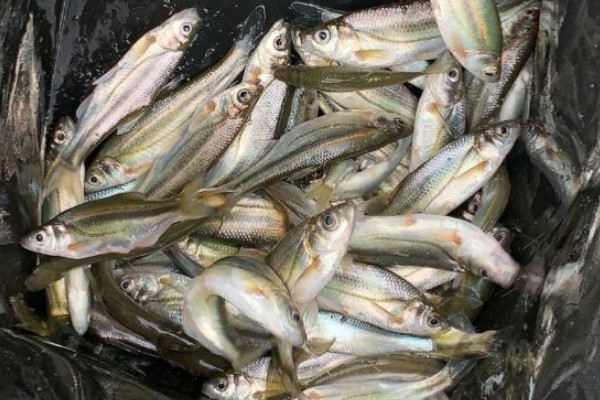 四川华鳊是什么鱼？