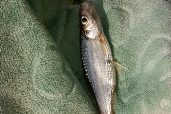 四川华鳊是什么鱼？