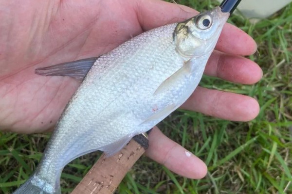 大眼华鳊是什么鱼？