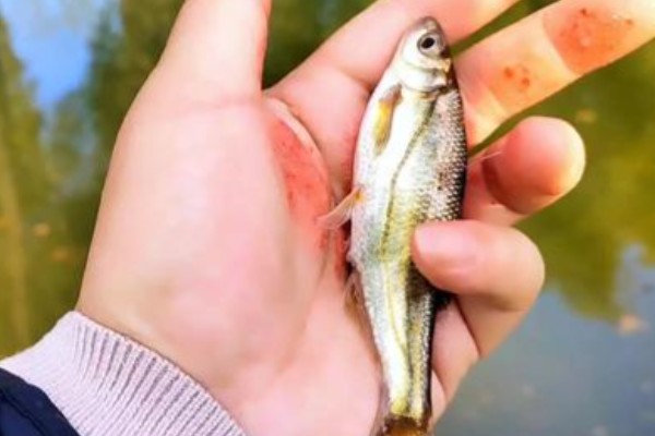 四川华鳊是什么鱼？