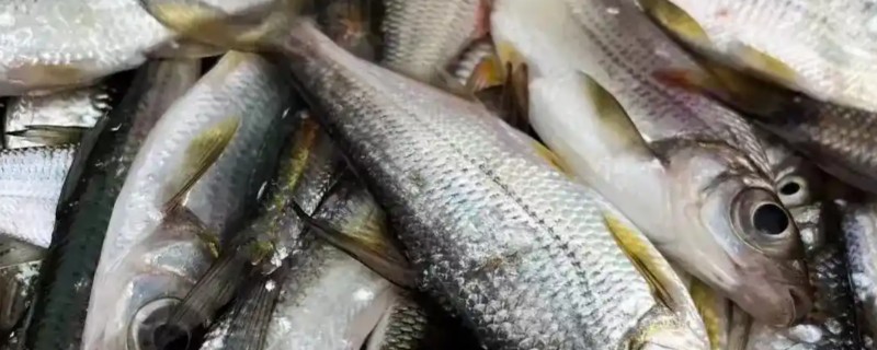 华鳊是什么鱼？