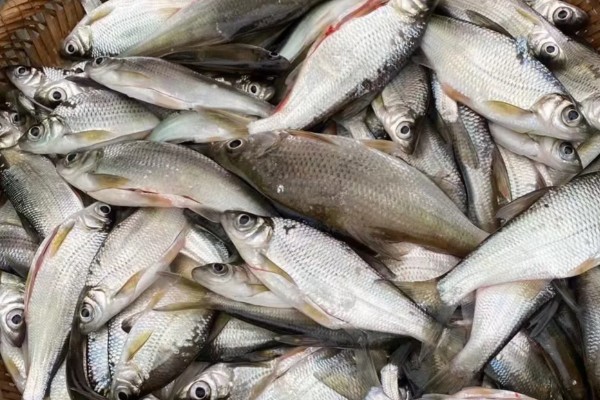 华鳊是什么鱼？