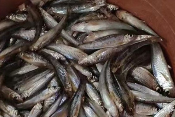 华鳊是什么鱼？