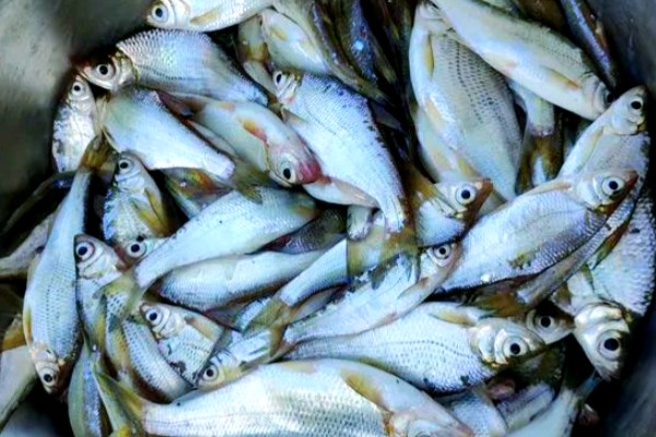 华鳊是什么鱼？