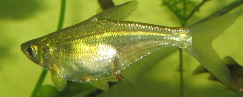 伍氏华鳊是什么鱼？