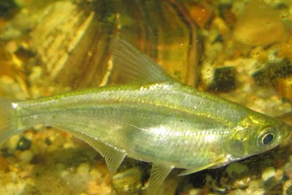 伍氏华鳊是什么鱼？