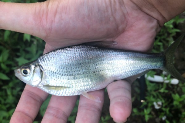 伍氏华鳊是什么鱼？