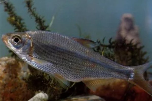 伍氏华鳊是什么鱼？