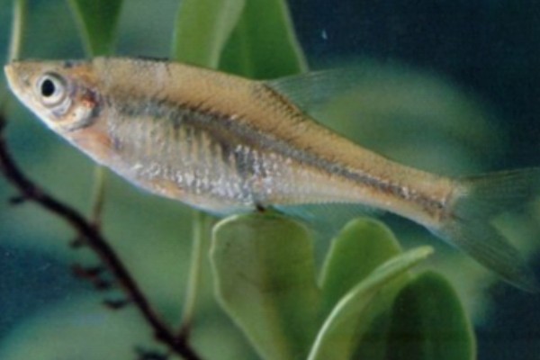 大眼华鳊是什么鱼？