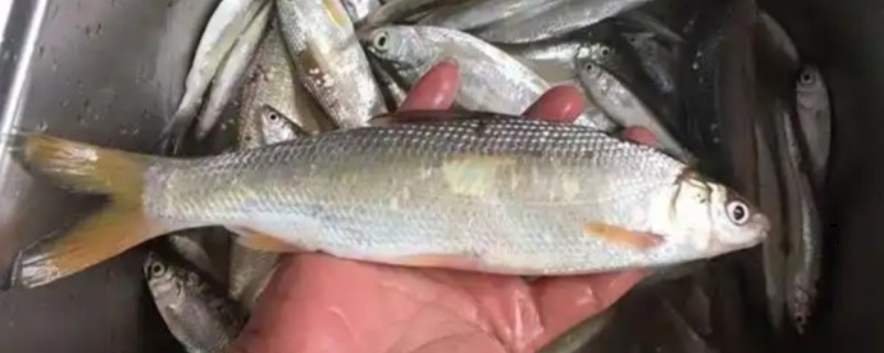 须鳊是什么鱼？