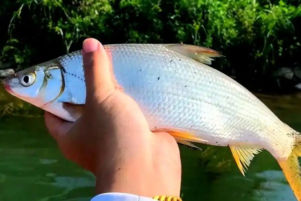 须鳊是什么鱼？