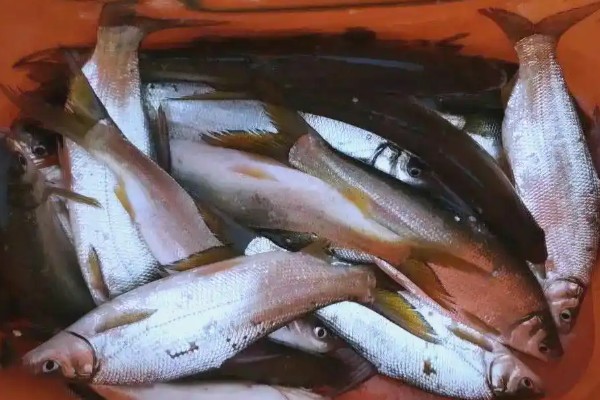 须鳊是什么鱼？