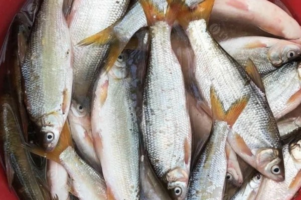 须鳊是什么鱼？