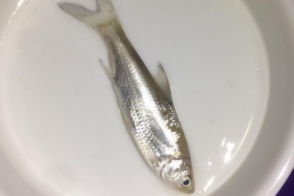 似鳊是什么鱼？