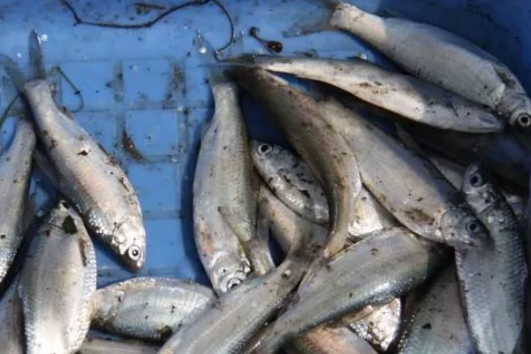 似鳊是什么鱼？