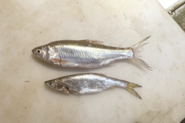 似鳊是什么鱼？