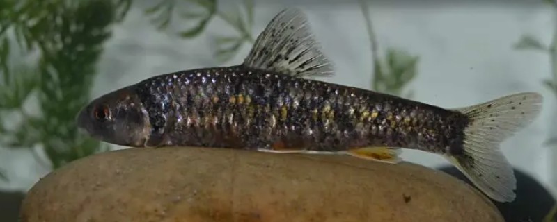 黑鳍鳈是什么鱼？