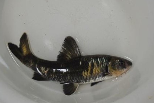 黑鳍鳈是什么鱼？