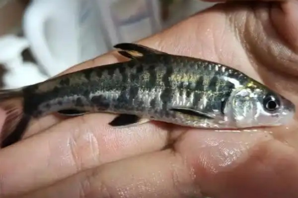 黑鳍鳈是什么鱼？