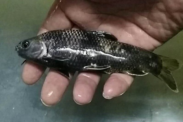 黑鳍鳈是什么鱼？