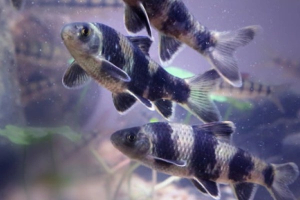 福建华鳈是什么鱼？