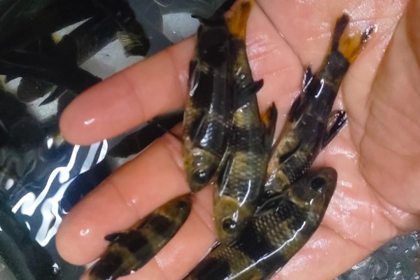 福建华鳈是什么鱼？