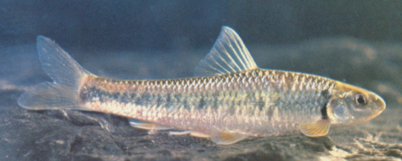 江西鳈是什么鱼？