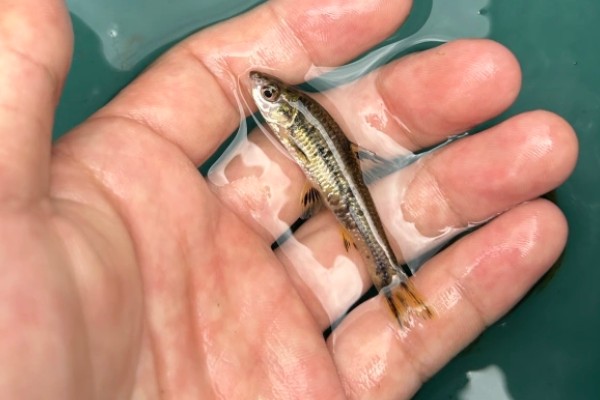 江西鳈是什么鱼？