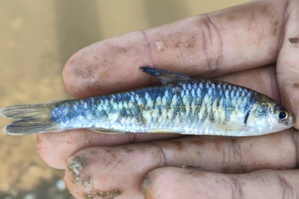 江西鳈是什么鱼？