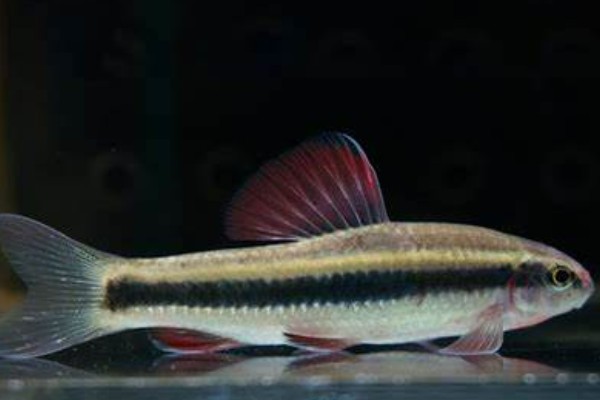 江西鳈是什么鱼？