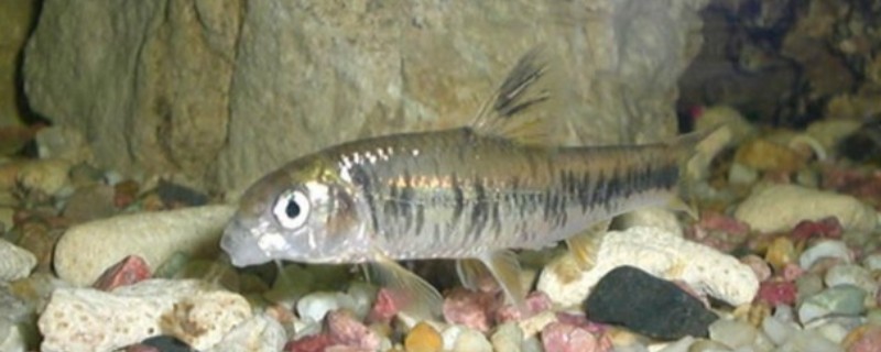 川西黑鳍鳈是什么鱼？