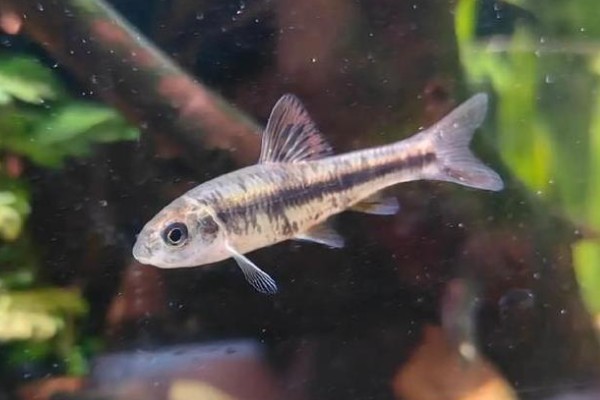 川西黑鳍鳈是什么鱼？