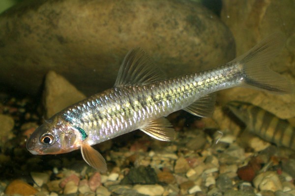 川西黑鳍鳈是什么鱼？