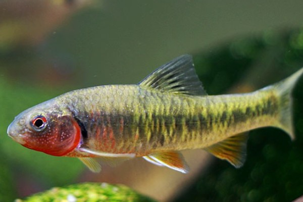 川西黑鳍鳈是什么鱼？