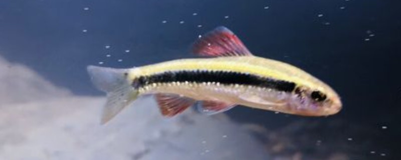 小鳈是什么鱼？