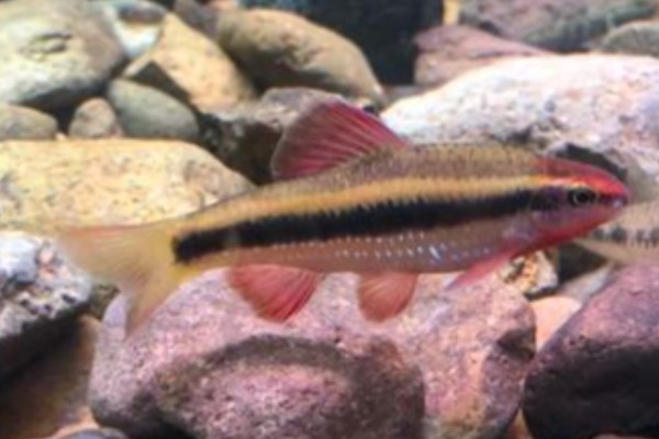 小鳈是什么鱼？