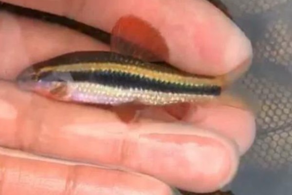 小鳈是什么鱼？